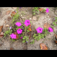 Petunia 'WonderWave Lavender' (1)